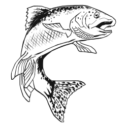 saumon aliments pro fertilite