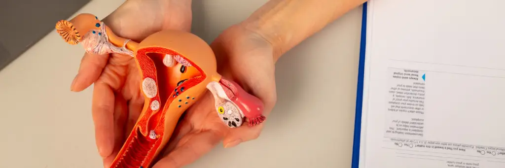 optimiser fertilité avec cycle menstruel